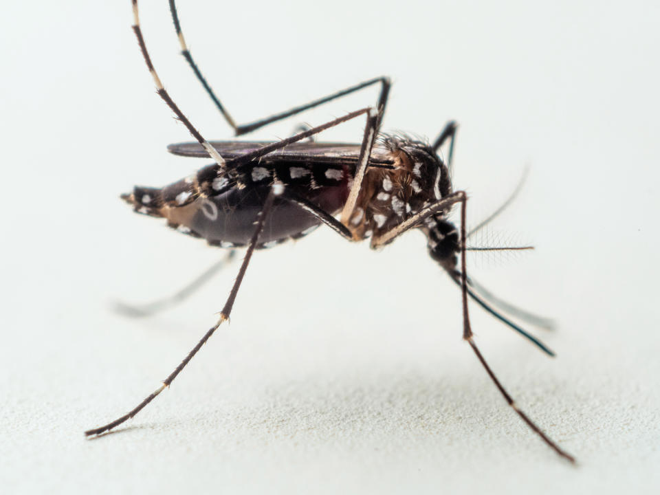 Die Gelbfiebermücke (Aedes aegypti). (Bild: Getty)