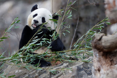 Panda Bao Bao eats bamboo during a farewell event at the National Zoo in Washington, DC, U.S., February 16, 2017. Bao Bao will soon be moved to China. REUTERS/Aaron P. Bernstein