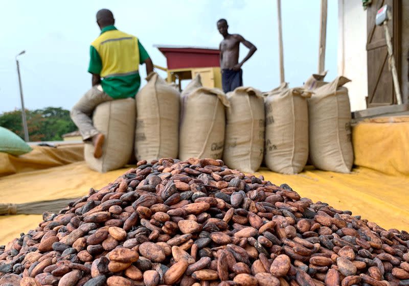 FILE PHOTO: Cocoa beans are pictured next to a warehouse at the village of Atroni, near Sunyani