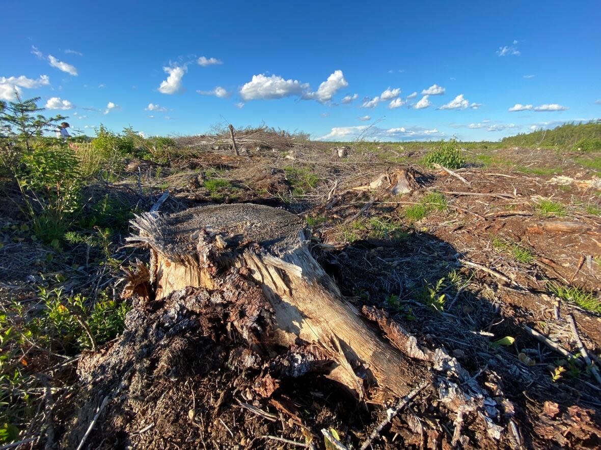 A stump from a recently cut spruce tree in Charlotte County. On crown land New Brunswick has cut royalties on softwood pulp so low the wood has become cheaper than free to companies who cut it.  (Robert Jones/CBC - image credit)