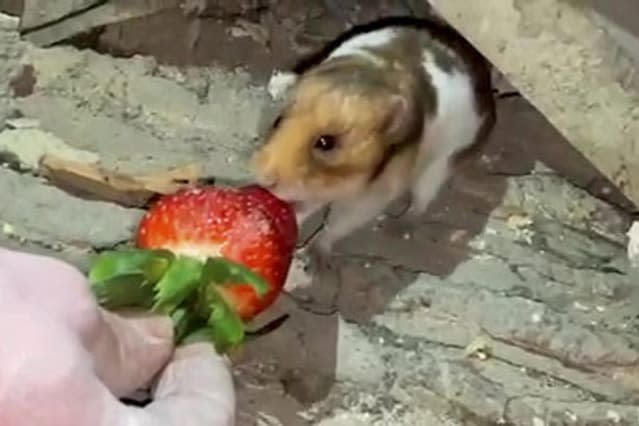 Houdini the hamster is discovered - living under the floorboards