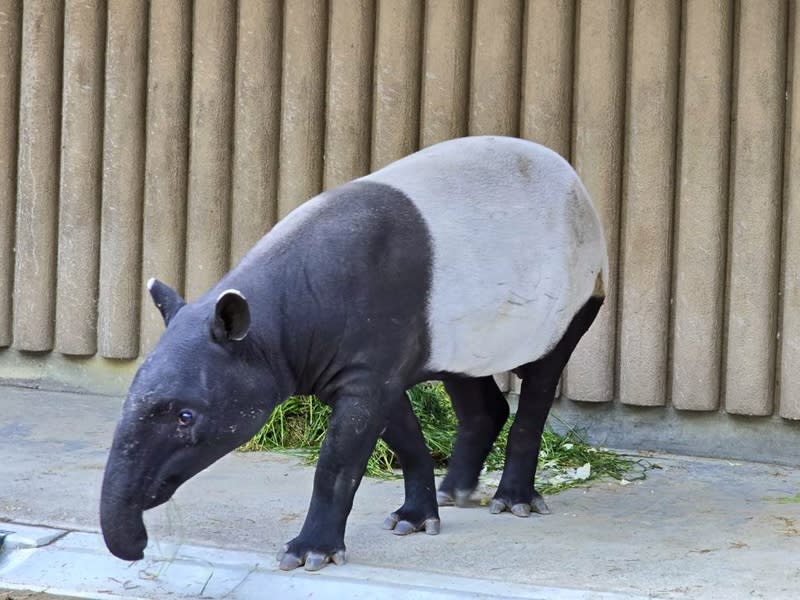 遠渡重洋前往日本的馬來貘「貘豆」（圖），3月20日順利入住日本東山動植物園，適應良好。（圖取自台北市立動物園網站）