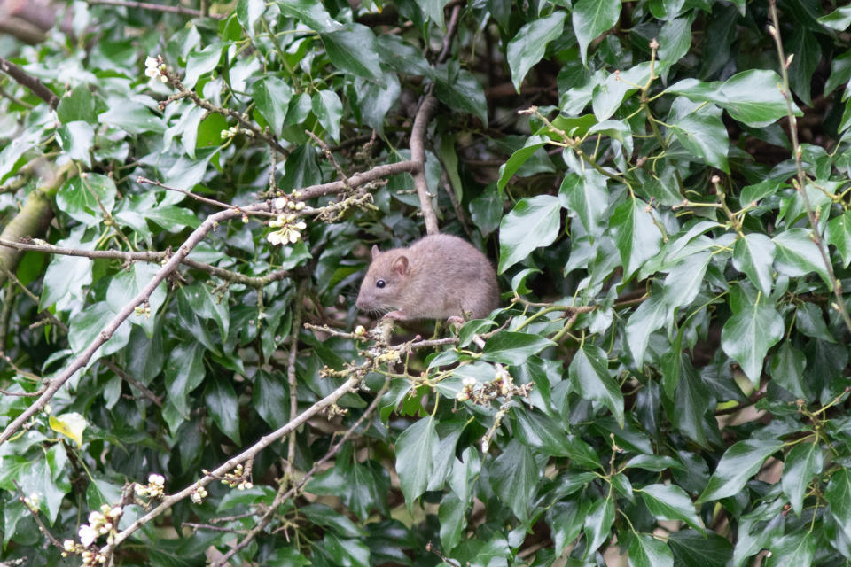 A rat in the trees