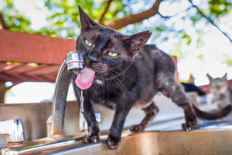 <p>A black cat has a lick of water at the shade at the Lanai Cat Sanctuary in Hawaii. (Photo: Andrew Marttila/Caters News) </p>