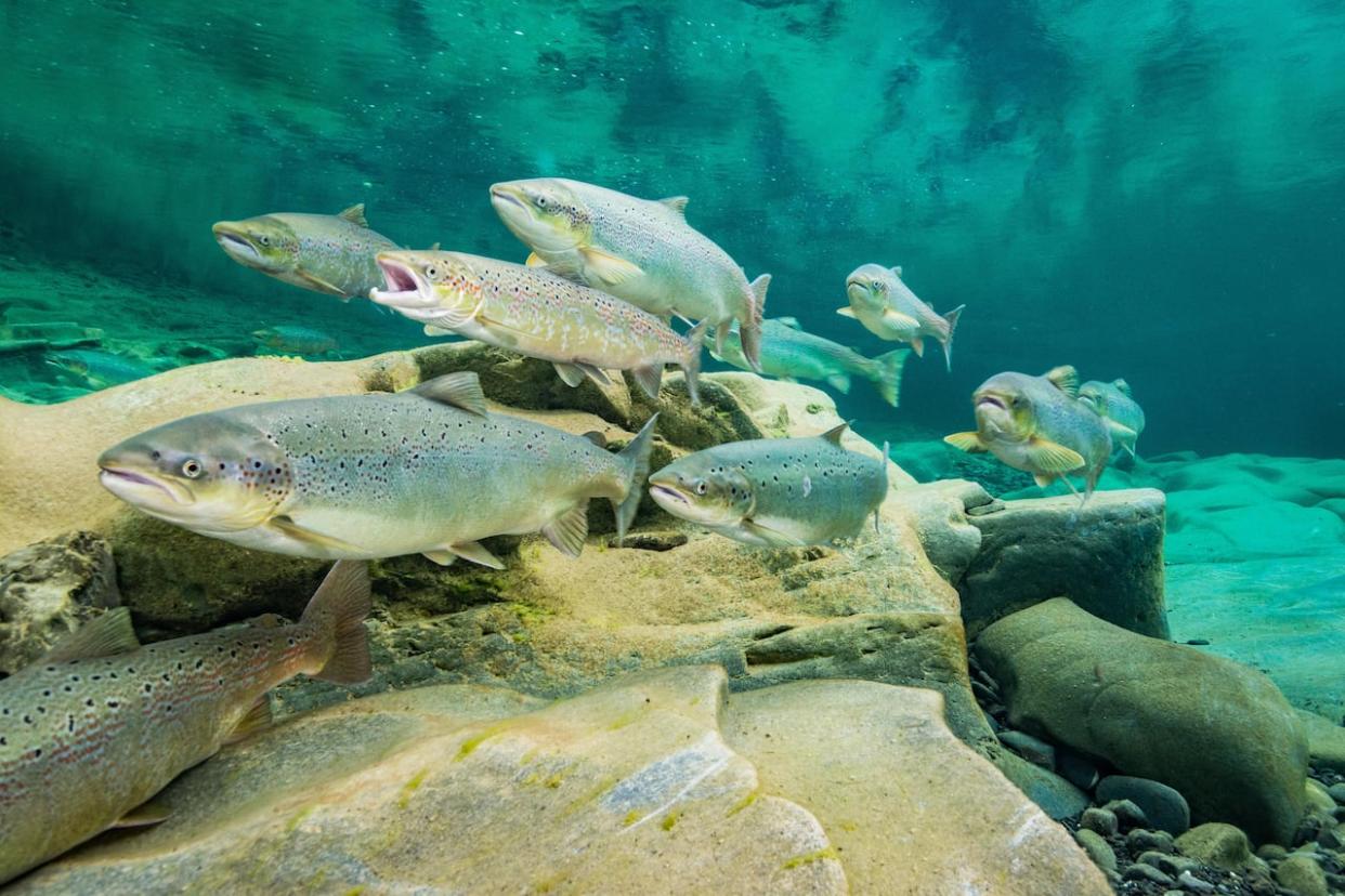 Atlantic salmon in Gaspé, Quebec. (Submitted by Nick Hawkins - image credit)