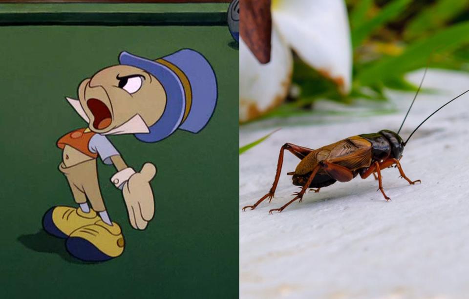 Jiminy cricket 