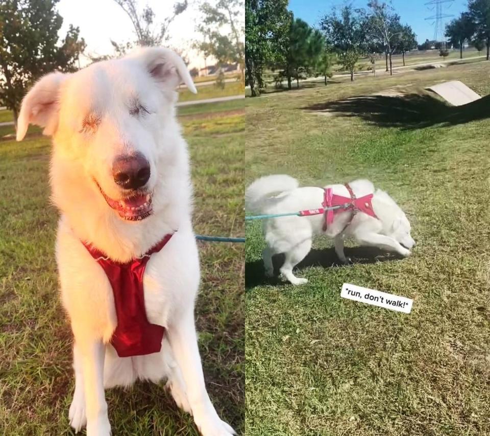 Kida依舊最愛去公園玩耍，開心享受陽光草地，充滿活力的幸福畫面讓網友直呼溫暖。（翻攝抖音＠Kida the Pyr）