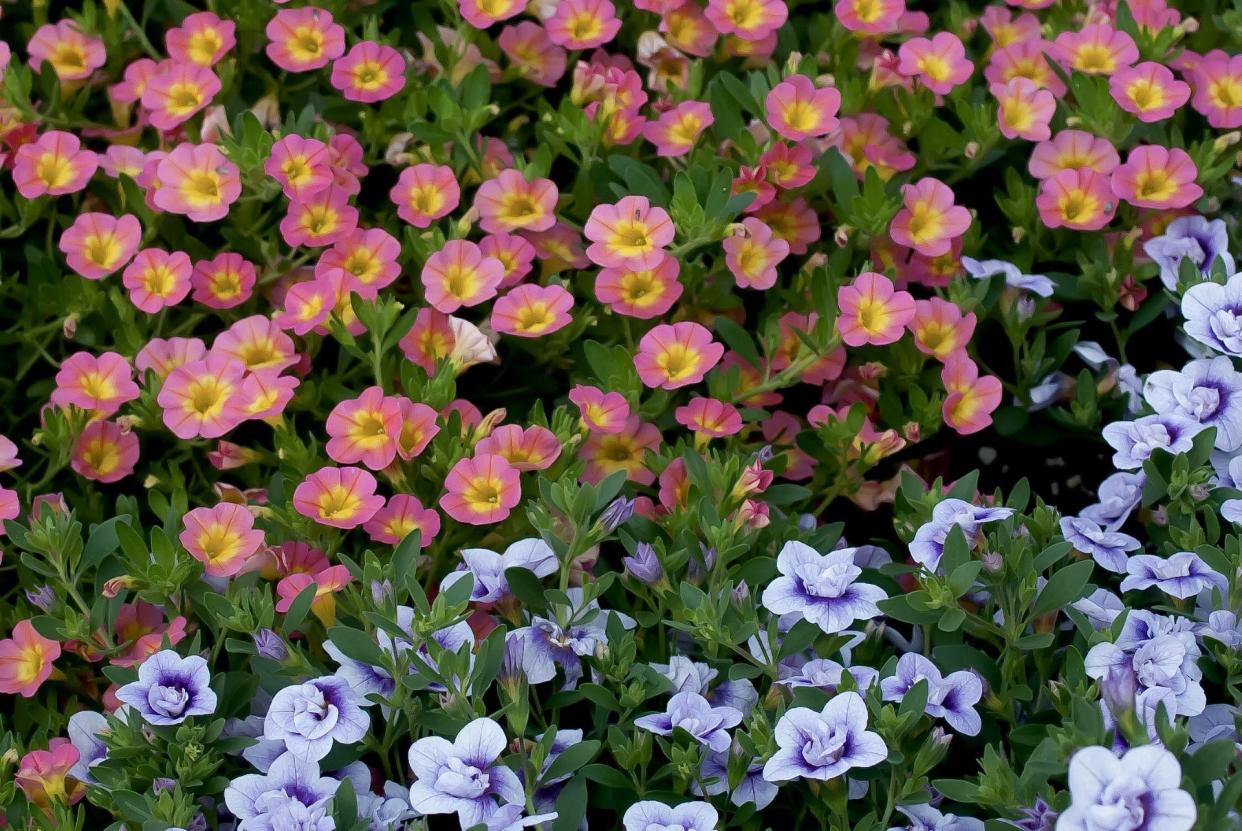 This raised bed shows the potential of using Superbells Coral Sun as a floral groundcover and combined with a light blue selection of Superbells Double calibrachoas.