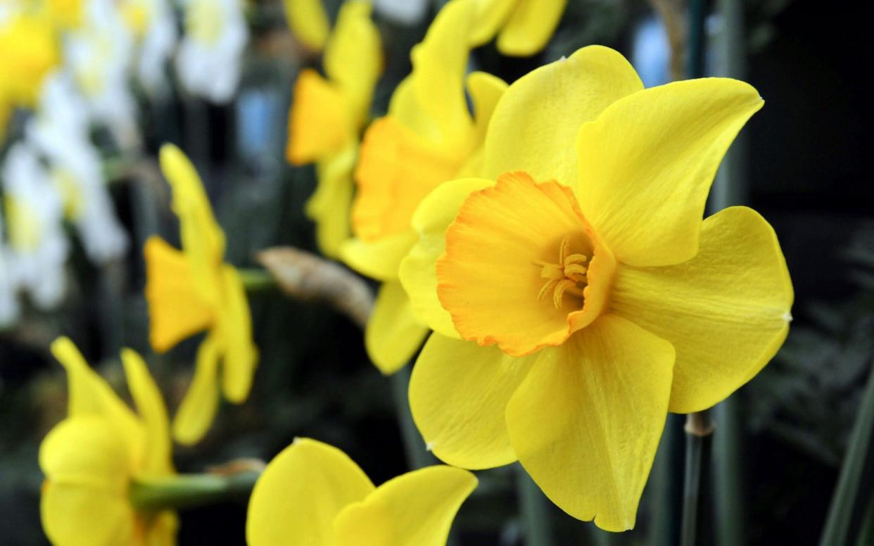 The survey suggests deer are put off by the taste of the yellow flowers - Harrogate Flower Shows