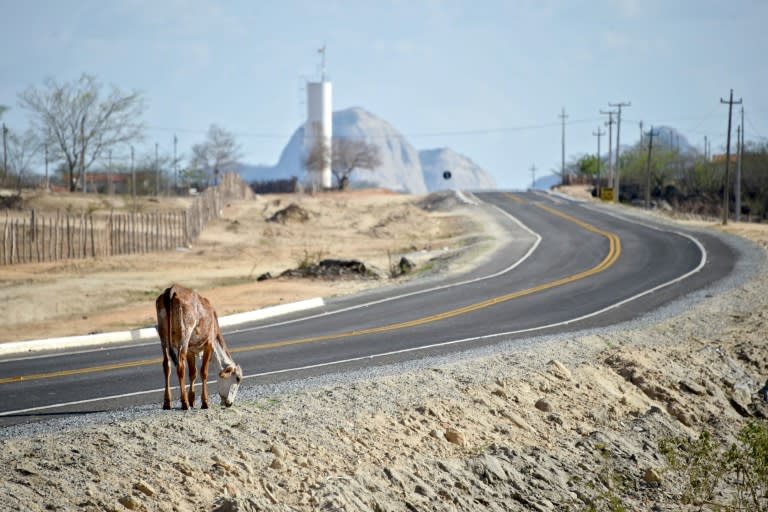 A calf searches for food on the side of a road in the rural area of Quixeramobim, in Ceara State, northeast Brazil on February 8, 2017, during the region's worst drought in a century