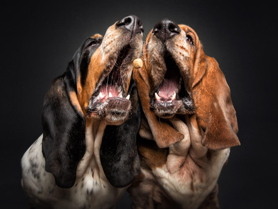 Basset Hounds