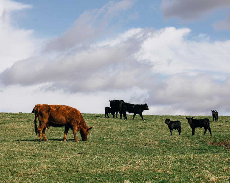 Beef cattle at Douglas Farm in Pleasureville, Kentucky.