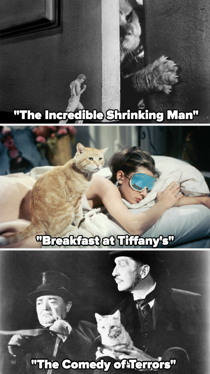 Orangey in "The Incredible Shrinking Man," "Breakfast at Tiffany's," and "The Comedy of Terrors"