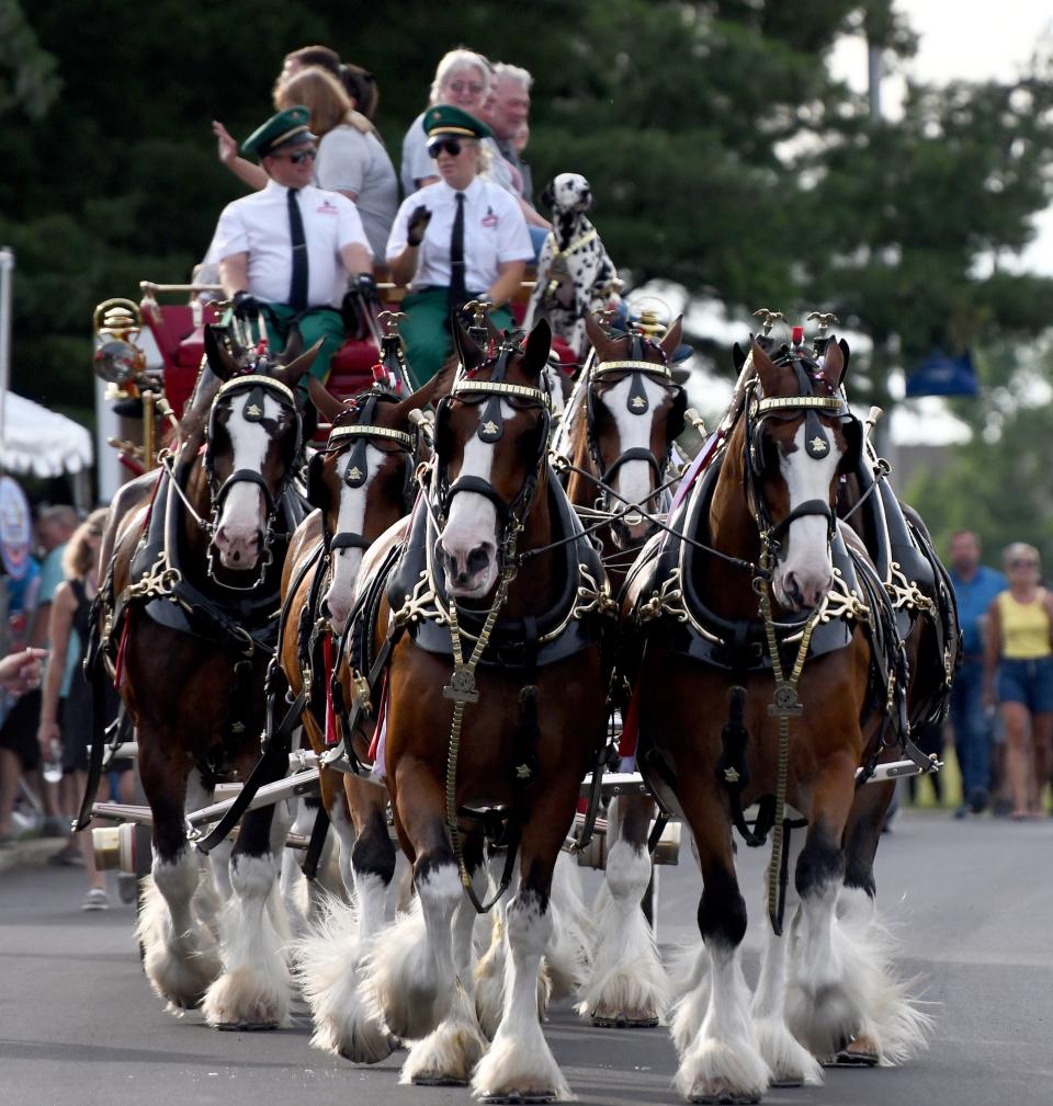 The Budweiser Clydesdales thrill the crowd at the 2023 Pro Football Hall of Fame Enshrinement Festival Balloon Classic.