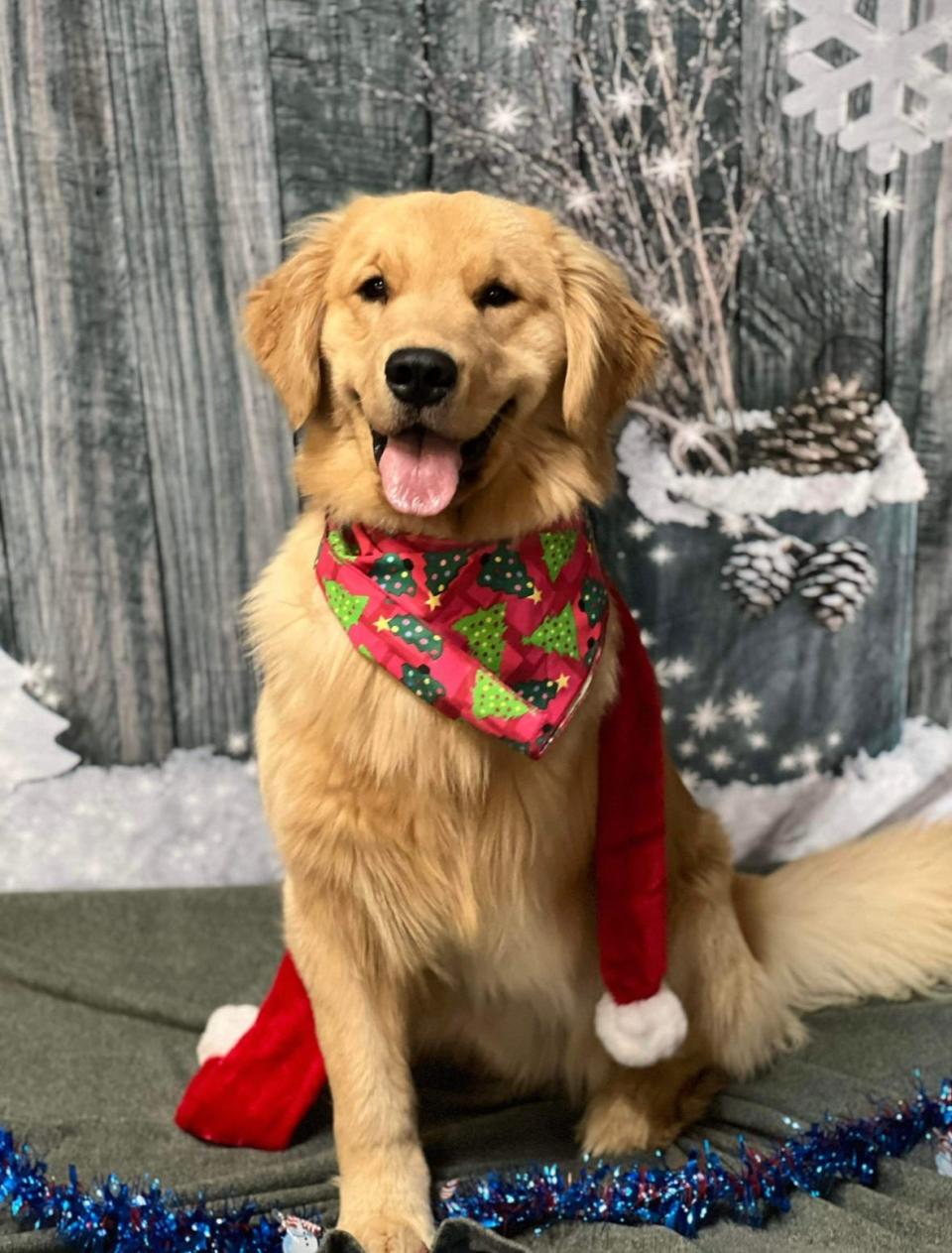 Trilogy is a golden retriever training to be a facility therapy dog in the Grafton area. He was born with three legs.