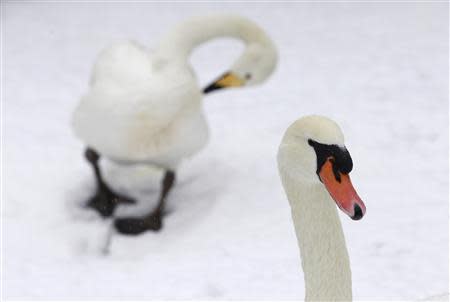 Swans are pictured in their snow-covered enclosure during winter in Jerusalem's Biblical Zoo December 12, 2013. REUTERS/Baz Ratner