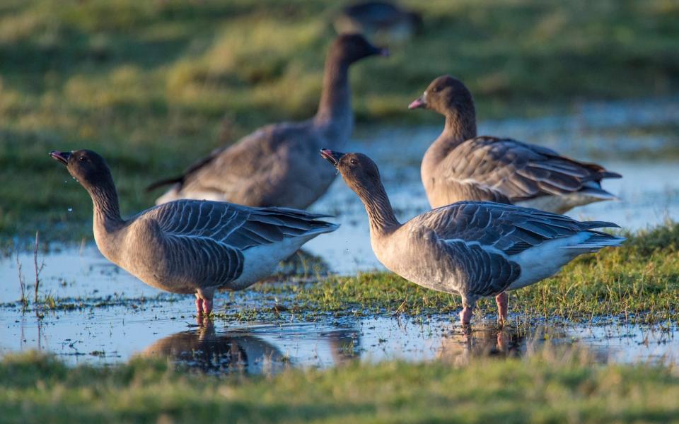 Feeding pink foots - Getty