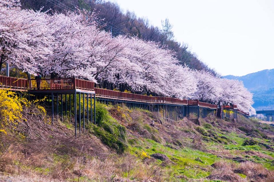 蟾津江櫻花道（Photo by Live Studio, 韓國觀光公社提供）