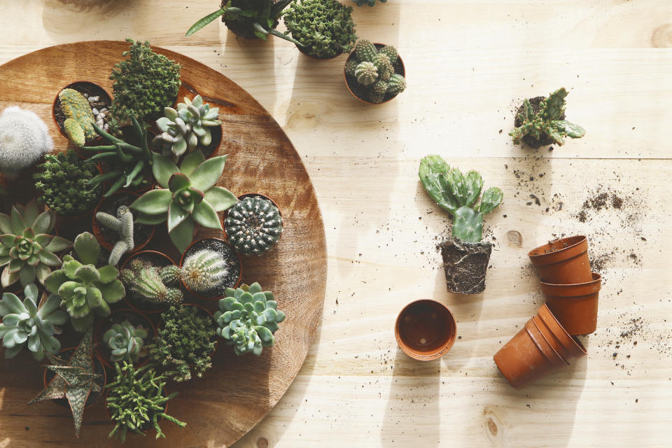 selection of succulents and cacti being potted