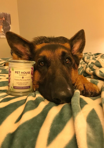 German Shepherd next to purple Pet House odor-eliminating candle