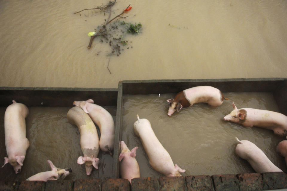 In this photo released by China's Xinhua News Agency, pigs stay in flooded hogpens in Hepu Town of Xiangshan County, east China's Zhejiang Province, Wednesday, Aug. 8, 2012. Typhoon Haikui slammed into eastern Zhejiang province early Wednesday, packing winds up to 150 kilometers (90 miles) per hour and triggering flooding. (AP Photo/Xinhua, Cui Xinyu) NO SALES