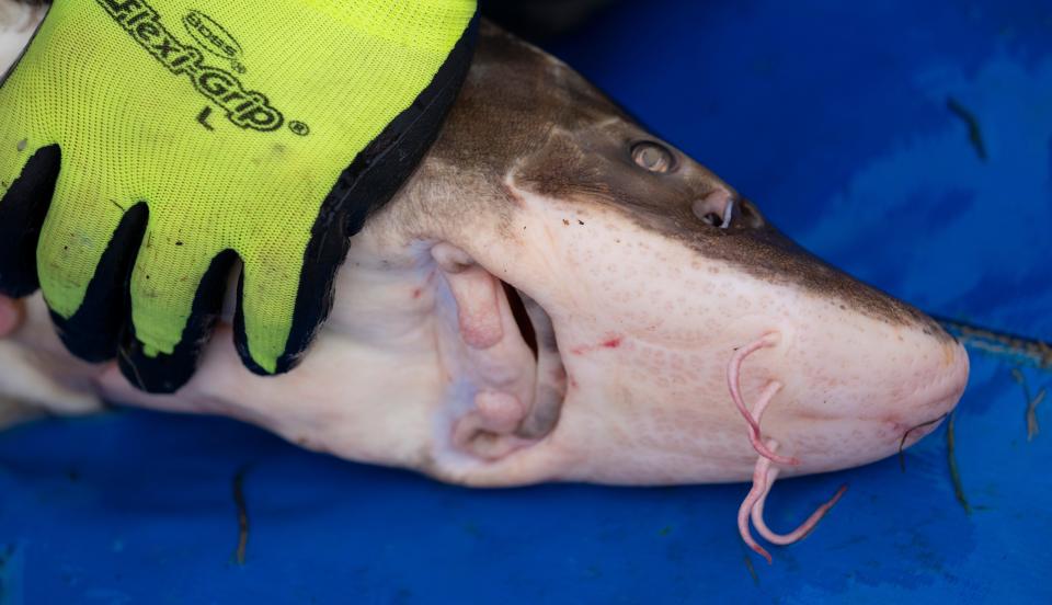 A sturgeon is held while its eggs are harvester prior to it being measured Friday.