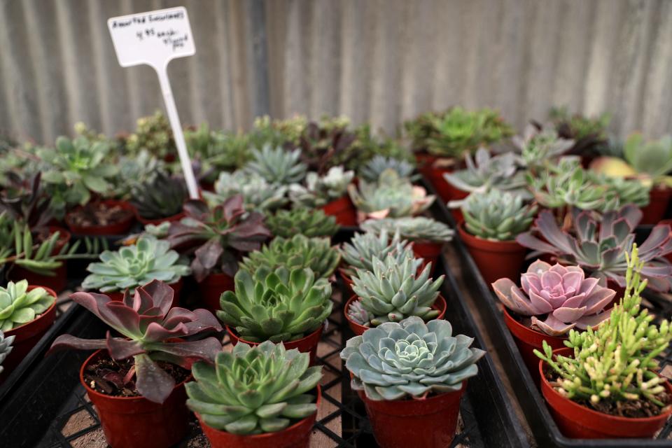 Cactus Mart has a wide selection of succulents and cacti in Morongo Valley, Calif., on Nov. 23, 2022.