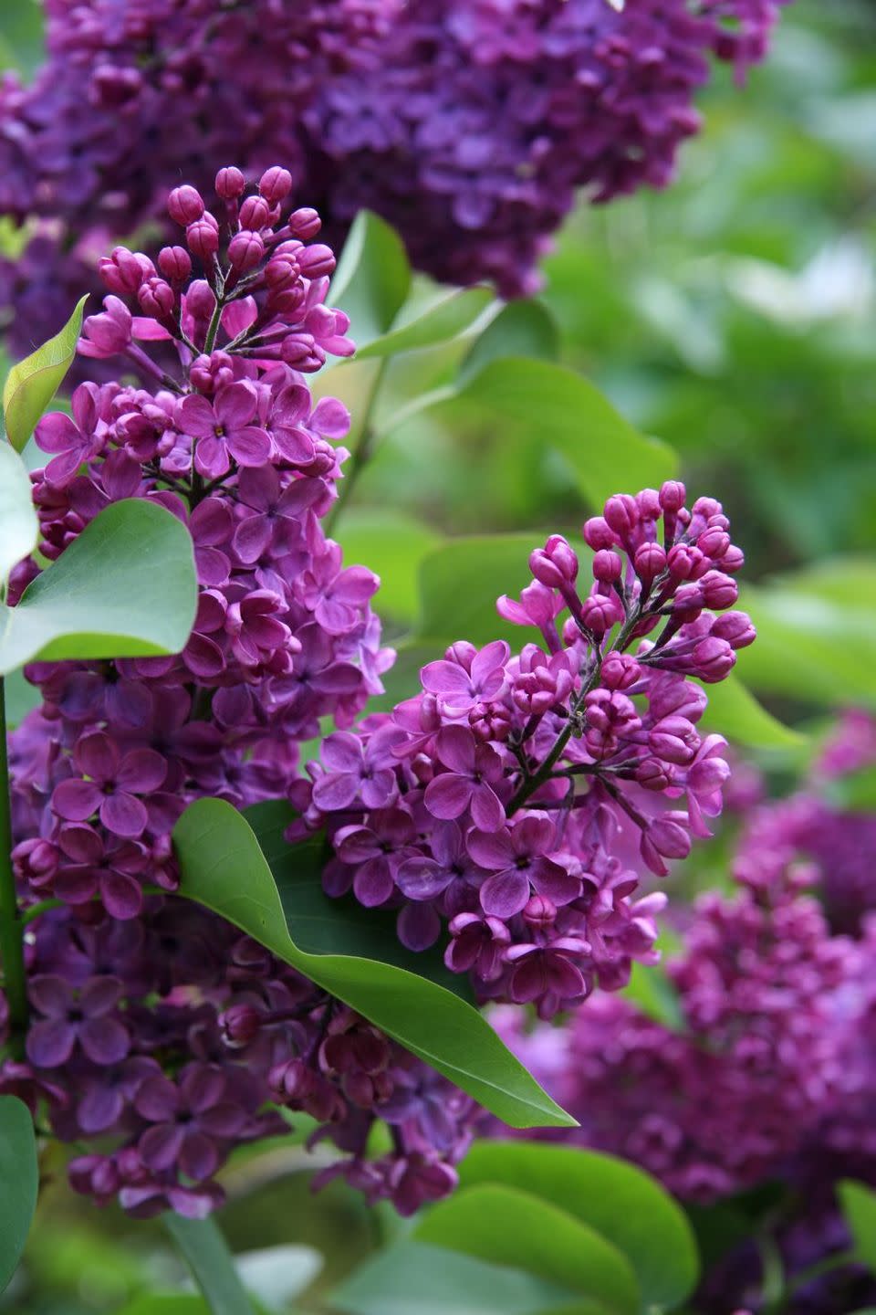 flower meanings, lilac 