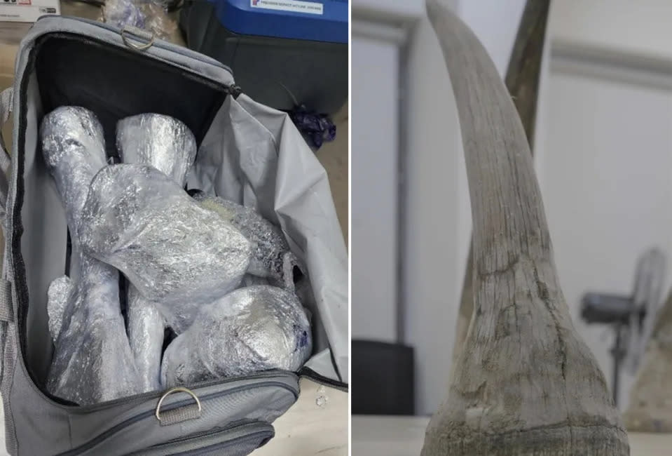 A total of 20 pieces of rhinoceros horns were found in two pieces of transit baggage bound for Laos. (PHOTOS: NParks)