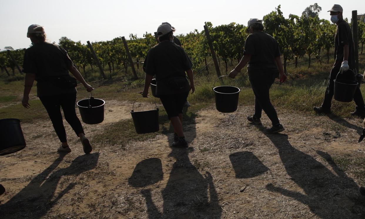 <span>Agricultural workers in Latina, near Rome. The area has a large community of Indian migrant labourers.</span><span>Photograph: Alessandra Tarantino/AP</span>