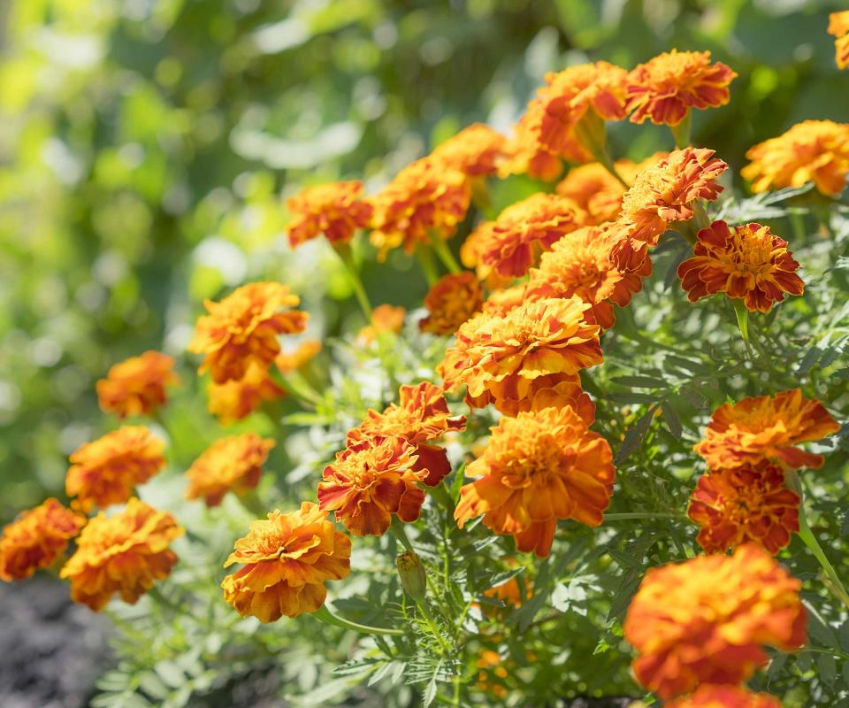 marigolds