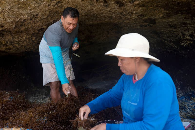 Bali islanders turn to kelp farming as tourism dries up due to COVID-19