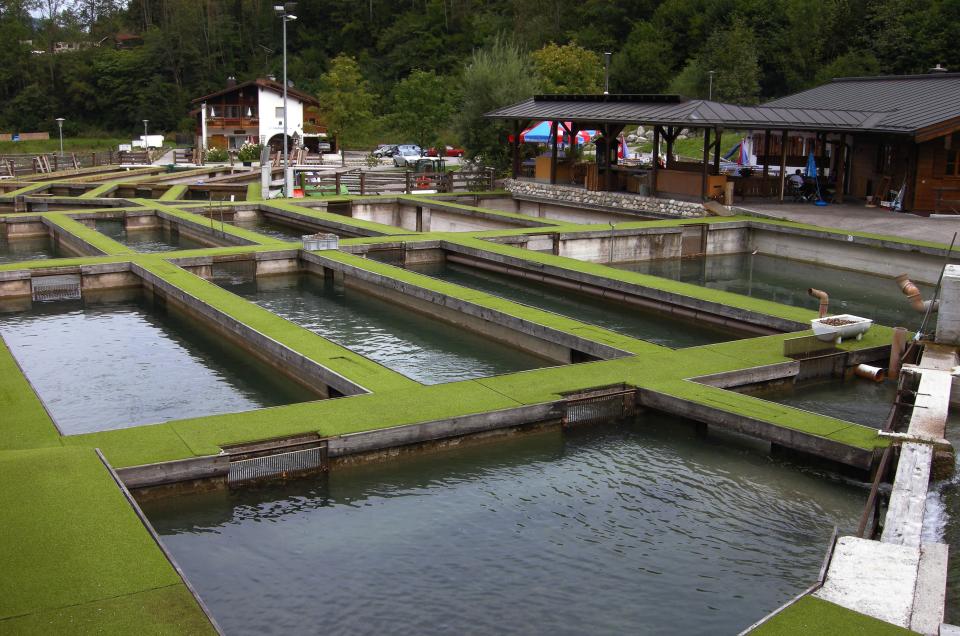 (GERMANY OUT) Deutschland, Berchtesgadener Land: Fischzuchtanlage in Schoenau, Naehe Koenigssee  (Photo by Meißner/ullstein bild via Getty Images)