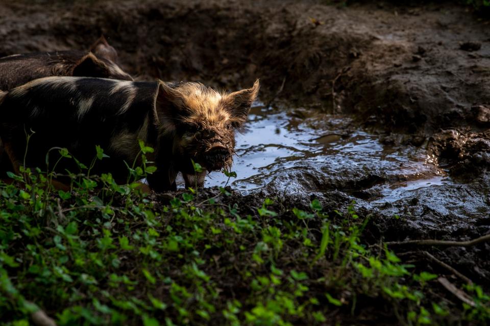 A muddy Kunekune piglet at Mkono Farm in southern Monroe County on Wednesday, July 12, 2023.