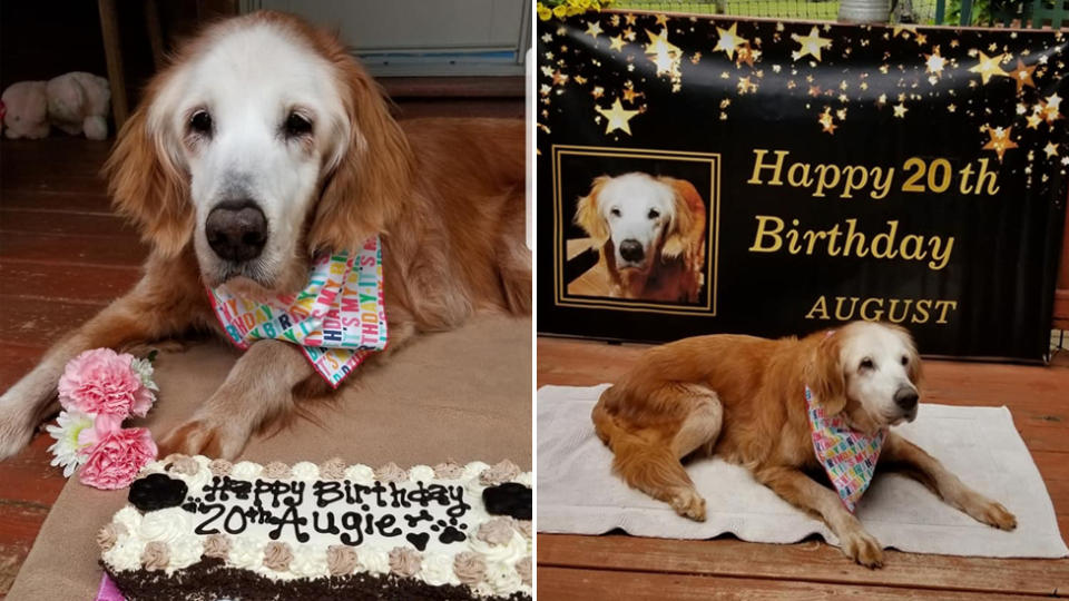 Augie, as she is affectionately known, celebrated her record breaking birthday with help from the Gold Heart Golden Retrievers Rescue who believe she is the oldest of her breed.