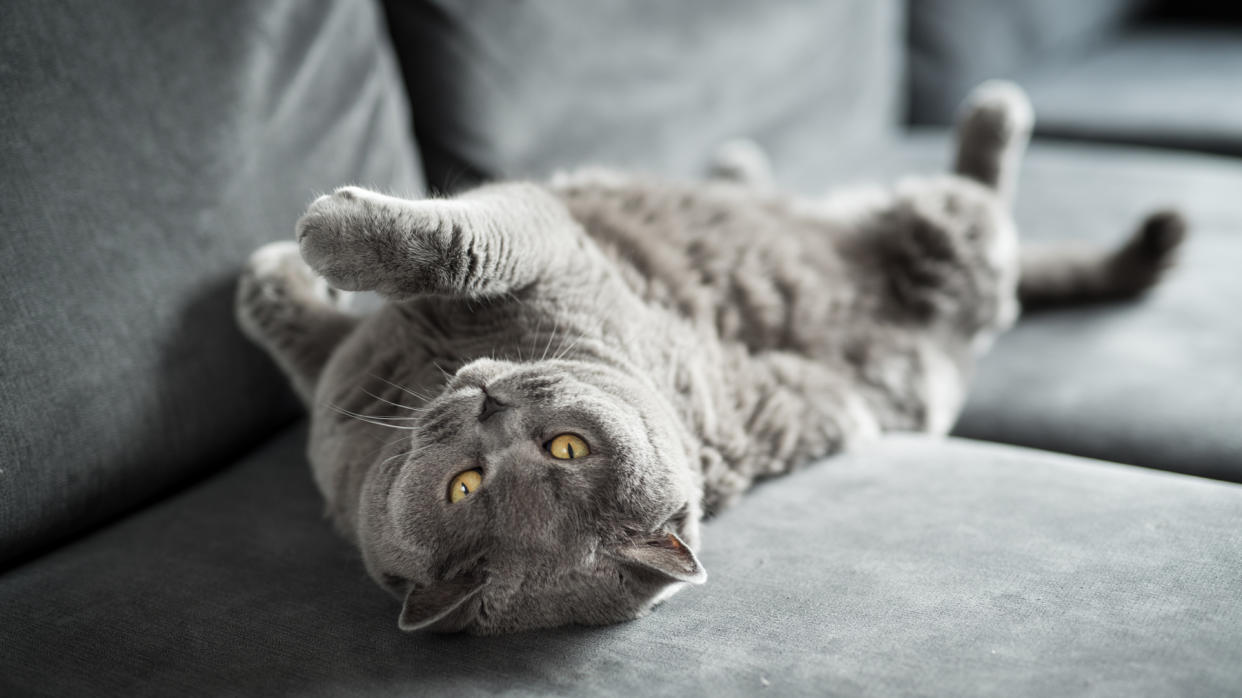  Cat lying on it's back over a sofa 