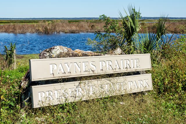 <p>Jeffrey Greenberg/Universal Images Group via Getty</p> Paynes Prairie State Park