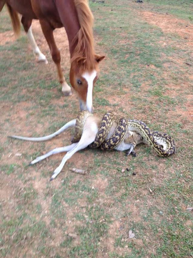 Making a meal out of a wallaby? I say neigh. Source: Bernie Worsfold