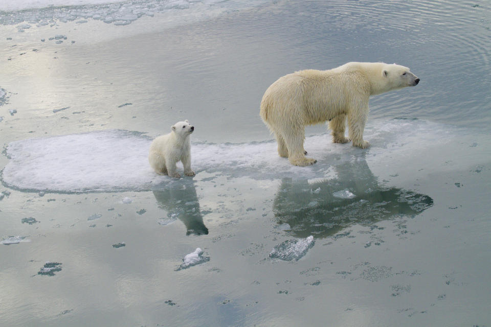 This July 2012 photo provided by Polar Bears International shows polar bears near Svalbard, Norway. In the summertime, polar bears go out on the ice to hunt and eat, feasting and putting on weight to sustain them through the winter. They prefer areas that are more than half covered with ice because it’s the most productive hunting and feeding grounds, Amstrup said. The more ice, the more they can move around and the more they can eat. (Katharina M Miller/Polar Bears International via AP)