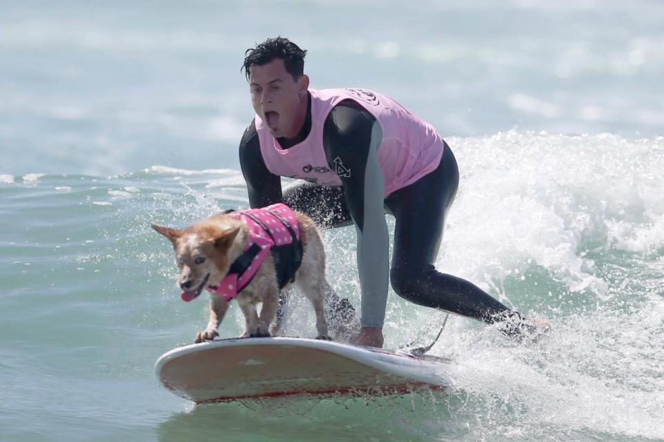 <p>A man surfs with his dog during the Surf City Surf Dog competition in Huntington Beach, California, U.S., September 25, 2016. REUTERS/Lucy Nicholson</p>