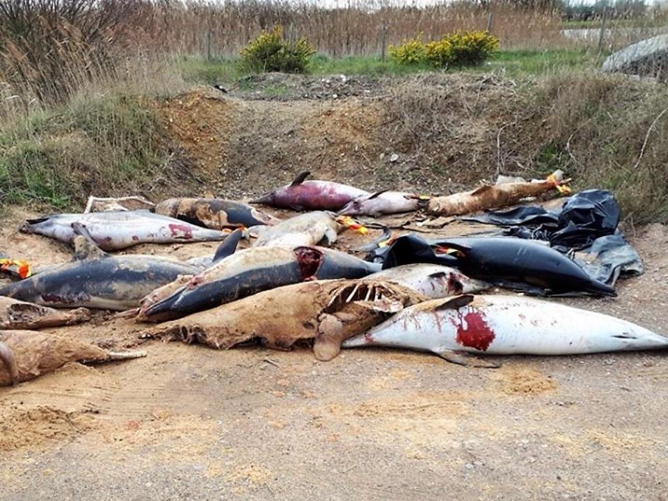 Hundreds of mutilated dolphins caught by nets discovered piled up on beach in France