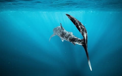The world's biggest fish - Credit: Ashley Kirkham, Go MEDIA, Utila Dive Centre