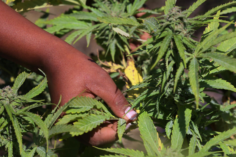 A person prepares to pluck a cannabis leaf at a farm (Michael M. Santiago / Getty Images file)