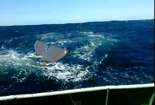 Huge whale rams tiny boat head on (video)