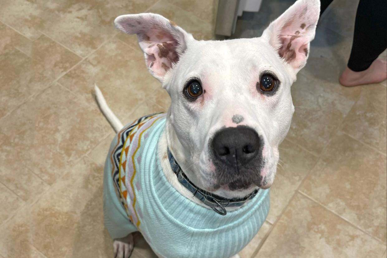 white dog wearing a blue sweater sitting on a kitchen floor