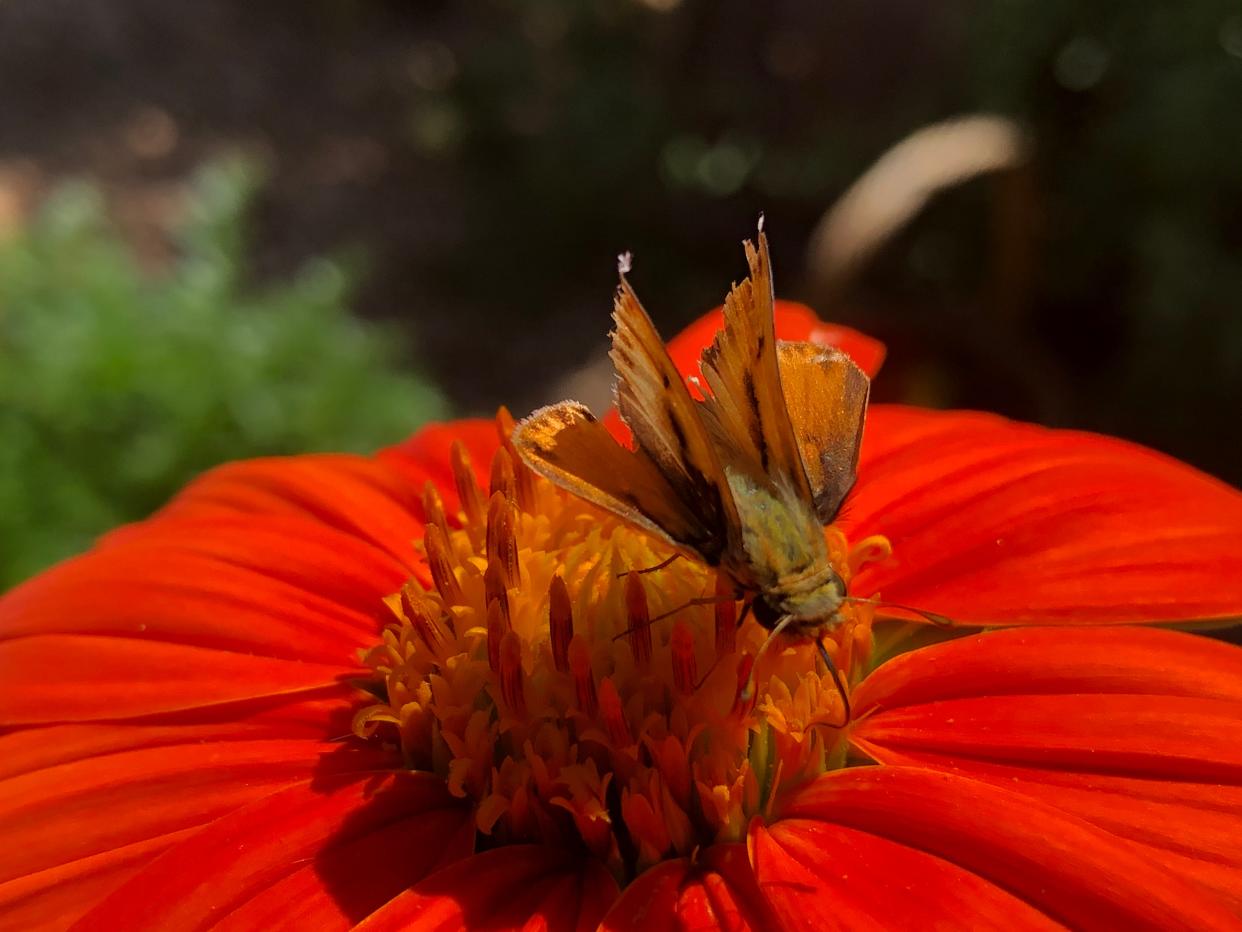 A dusky skipper feeding on a Mexican sunflower in Lee Miller's garden.