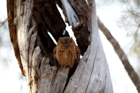 A scops owl sleeps in a tree trunk at the Kirindy forest reserve near the city of Morondava