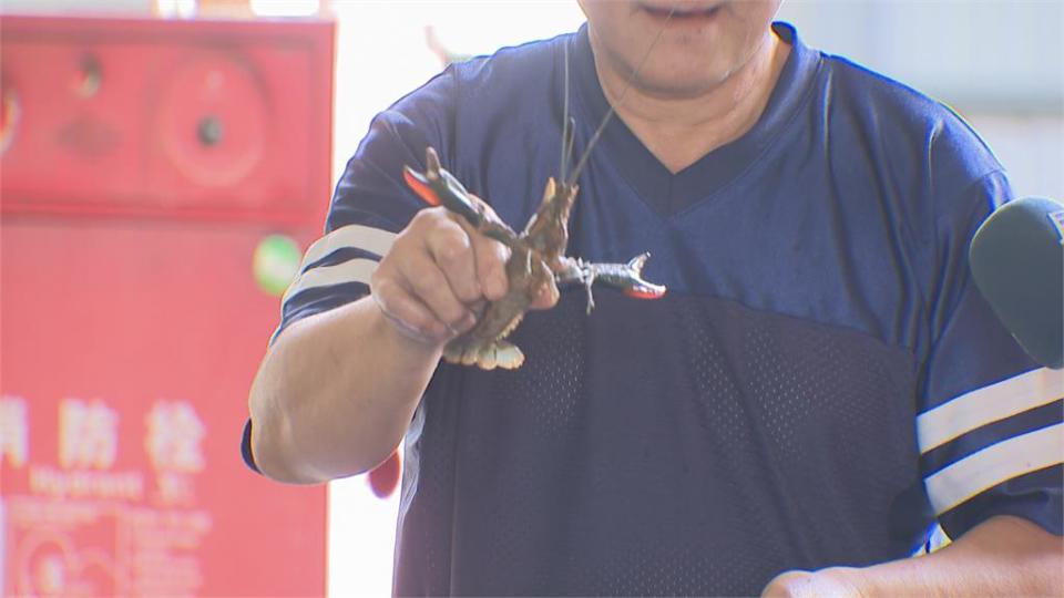 泰國蝦漲翻天怎麼降成本？　釣蝦場引進小龍蝦、龍膽石斑