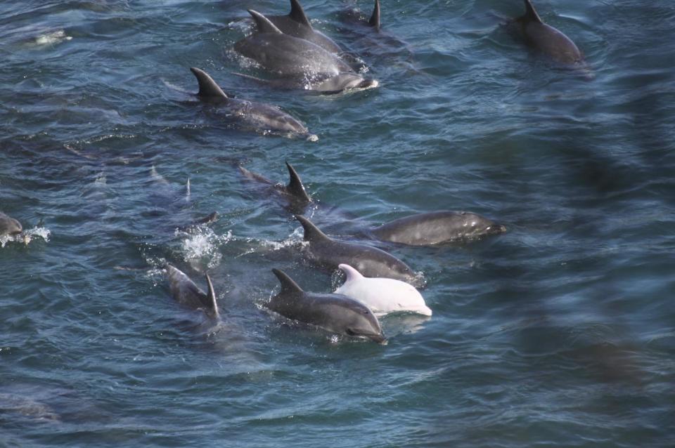 In this Friday, Jan. 17, 2014 photo provided by Sea Shepherd Conservation Society Tuesday, Jan. 21, 2014, a rare albino calf swims with its mother as bottlenose dolphins are confined in nets by fishermen in Taiji, western Japan. Japanese fishermen have finished killing some of the 250 dolphins trapped recently in what activists say was the biggest roundup they have witnessed in the last four years. Sea Shepherd, best known for its anti-whaling activities, said the fishermen first selected 52 dolphins to keep alive for sale to aquariums and other customers. (AP Photo/Sea Shepherd Conservation Society)