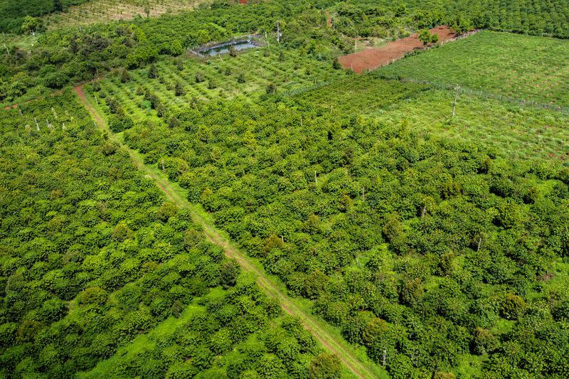 A drone view shows a coffee plantation belonging to Doan Van Thang, a coffee farmer, in Pleiku